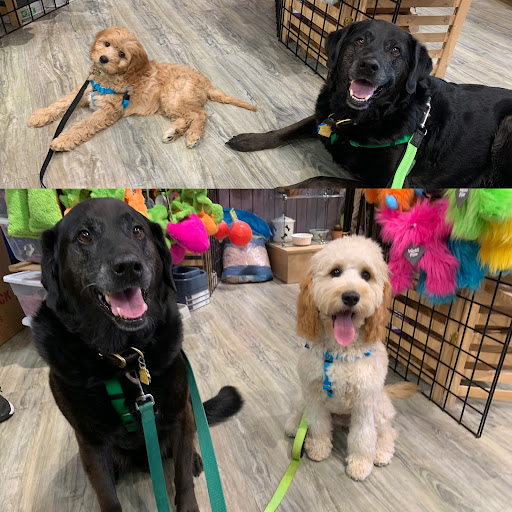 Pet Supply Store «USA Dog Shop», reviews and photos, 549 NY-17, Tuxedo Park, NY 10987, USA