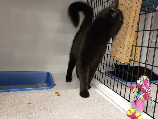 Pet Supply Store «Pet Supplies Plus», reviews and photos, 1258 Northlake Blvd, Lake Park, FL 33403, USA