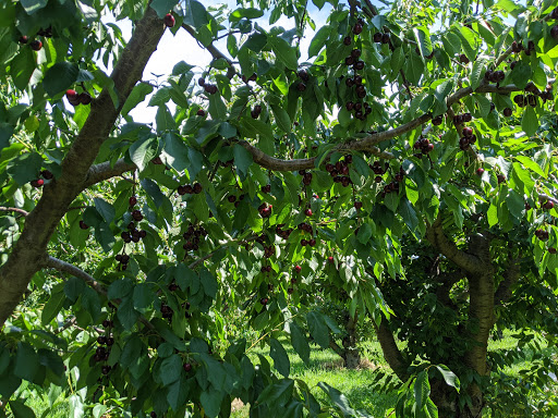 Produce Market «Washington Fruit Place At Barrett Orchards», reviews and photos, 1209 Pecks Canyon Rd, Yakima, WA 98908, USA