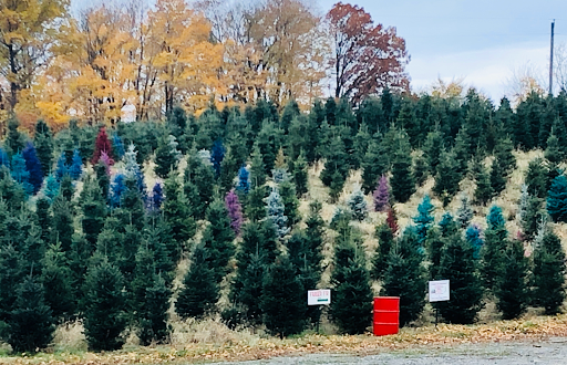 Christmas tree farm South Bend