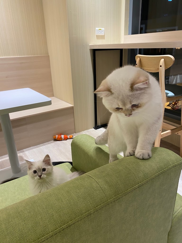 貓樂貓咖啡 LaLaport 台中店 的照片