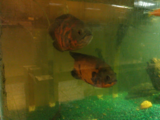 Tropical Fish Store «Age of Aquariums», reviews and photos, 118 N Cedar Ave, Cookeville, TN 38501, USA