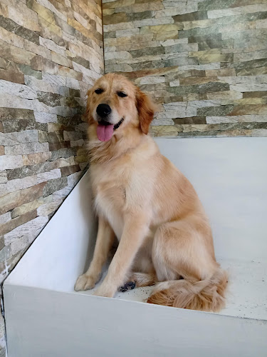 Peluquería Canina y Felina Garras y Patitas - Peluquería