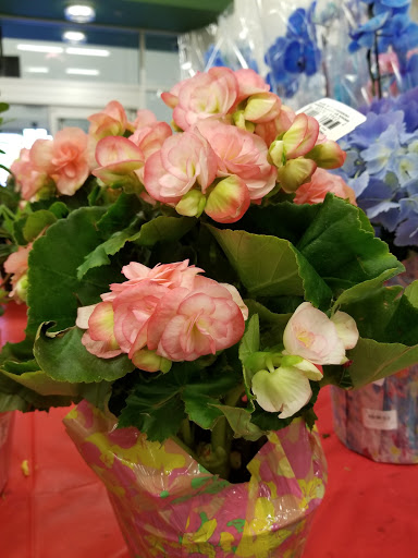 Supermarket «Publix Super Market at High Point Town Center», reviews and photos, 2451 Cobbs Ford Rd, Prattville, AL 36066, USA