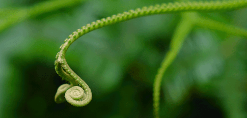 Viridis Garten- und Landschaftspflege GmbH