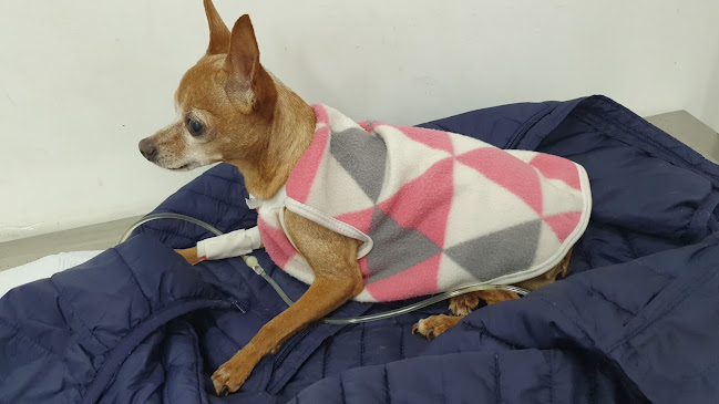 Avaliações sobre Hospital Veterinário 24 Hs Vet Popular em São Paulo - Hospital