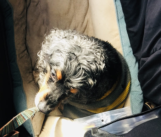 Mexican Restaurant «Chipotle Mexican Grill», reviews and photos, 1560 N Litchfield Rd, Goodyear, AZ 85338, USA