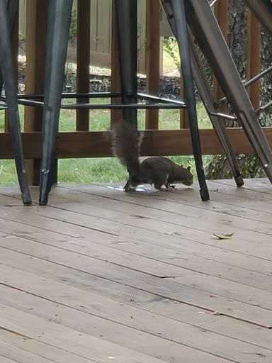 Winery «First Colony Winery», reviews and photos, 1650 Harris Creek Rd, Charlottesville, VA 22902, USA