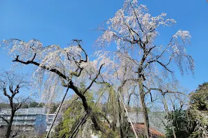 Weeping Cherries at Tsurumaki Nishi Park image