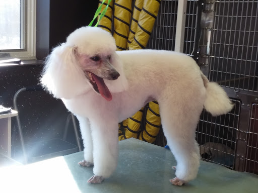 Pet Supply Store «Ma & Paws Pet Supplies», reviews and photos, 206 Anderson Ln N #200, Hendersonville, TN 37075, USA