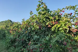 Thierbach Orchards & Berry Farm image