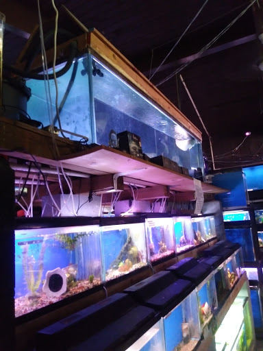 Tropical Fish Store «Midway Tropical Fish & Pets», reviews and photos, 24101 Pacific Hwy S, Kent, WA 98032, USA