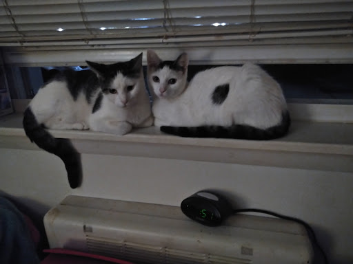 Animal Shelter «Humane Society of Ocean City», reviews and photos, 1 Shelter Rd, Ocean City, NJ 08226, USA