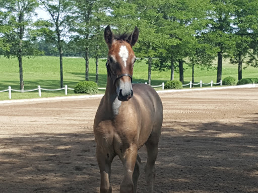 Tourist Attraction «The Tempel Lipizzans», reviews and photos, 17000 W Wadsworth Rd, Old Mill Creek, IL 60083, USA