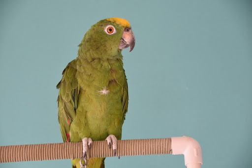 Pet Supply Store «Animal House Pet Supplies», reviews and photos, 733 Phillips Blvd, Sauk City, WI 53583, USA