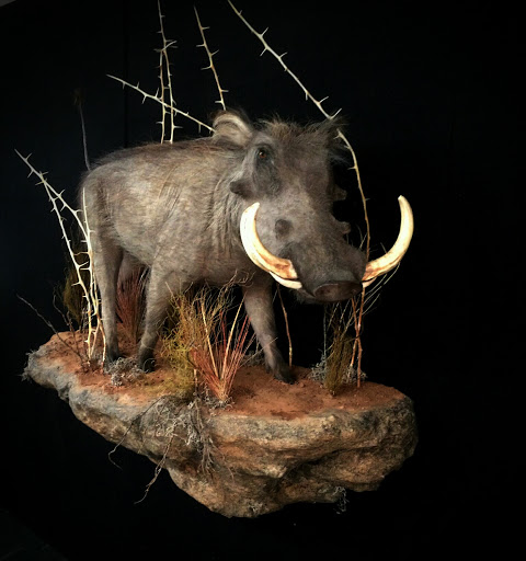 Taxidermist «HighPoint Taxidermy And Outfutters», reviews and photos, 14860 OH-13, Thornville, OH 43076, USA