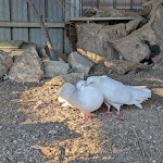 Photo n°10 de l'avis de Raffaele.a fait le 11/11/2022 à 21:03 sur le  Agriturismo La Montagna à Scisciano