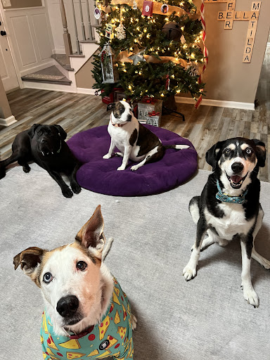 Peninsula Animal Hospital image