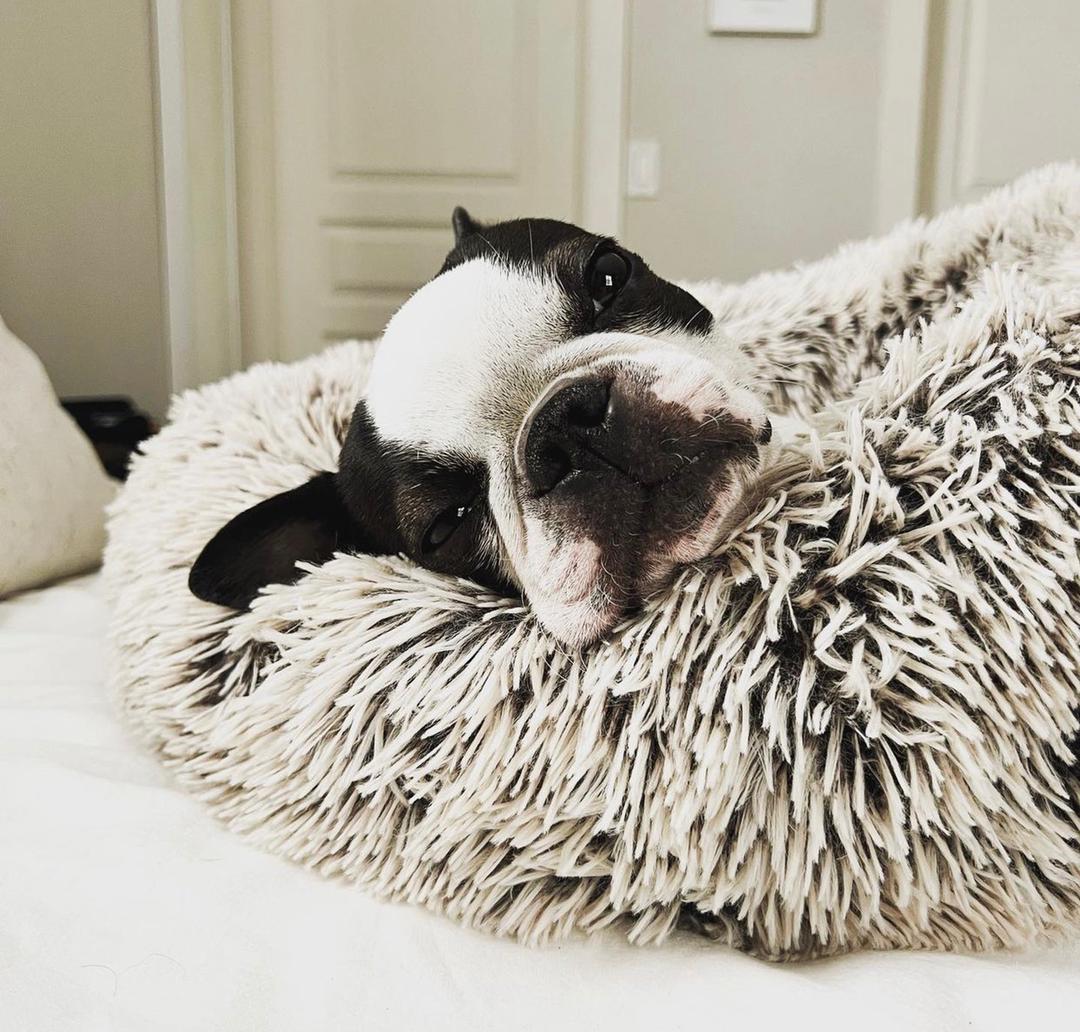 Gorgeous Boston Terrier Puppies for sale