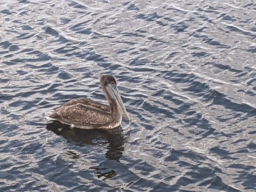 Nature Preserve «Marshall Hampton Reserve», reviews and photos, 3115 Thornhill Rd, Winter Haven, FL 33880, USA