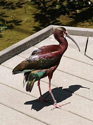 Tourist Attraction «Tracy Aviary», reviews and photos, 589 1300 S, Salt Lake City, UT 84105, USA