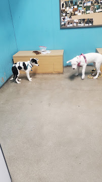 Petco - Photo 6 - Car repair in Studio City, CA, Los Angeles