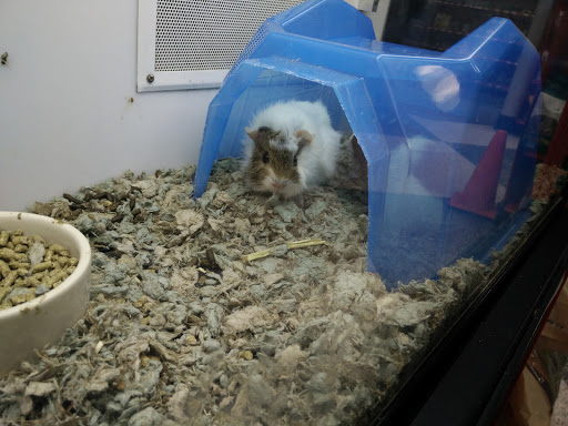 Pet Supply Store «Petco Animal Supplies», reviews and photos, 6612 Richmond Hwy, Alexandria, VA 22306, USA