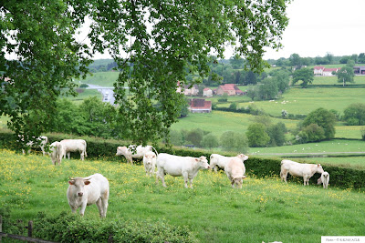 Association Charolais Label Rouge à Charolles