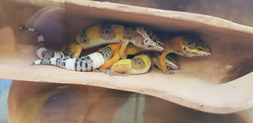 Pet Supply Store «Petco Animal Supplies», reviews and photos, 4616 Millenia Plaza Way, Orlando, FL 32839, USA