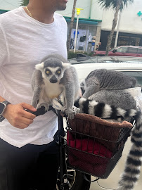 SoBe Doggy Daycare - Photo 7 - Car repair in , Miami