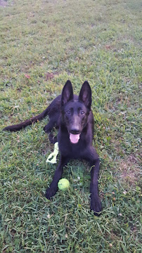 Pampered Pet Center, Inc. - Photo 2 - Car repair in Springfield, IL, Springfield