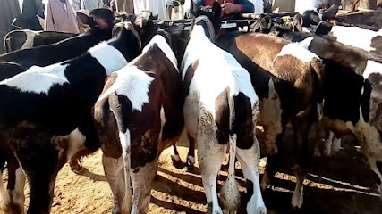 سوق ابو المطامير للماشية