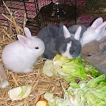 Photo n° 2 de l'avis de Kloé.a fait le 27/04/2024 à 12:27 pour Clinique Vétérinaire VPlus Tonneins à Tonneins