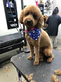 Pet Motel and Salon - Car repair in Charlottesville, VA, Charlottesville - Rated 4.1/5