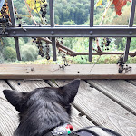 Photo n°4 de l'avis de Marion.. fait le 03/10/2021 à 16:54 sur le  Onkel Toms Hütte à Bullay