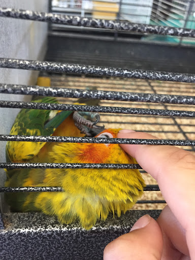 Pet Store «Pet Shoppe», reviews and photos, 2144 Springs Rd, Vallejo, CA 94591, USA