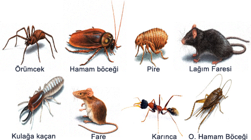 Teknopest Çevre Sağlığı Haşere İlaçlama