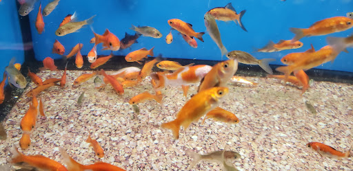 Pet Supply Store «Pet Valu», reviews and photos, 7750 Brandt Pike, Huber Heights, OH 45424, USA