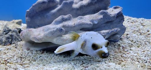 Pet Store «Coral Reef Pet Center», reviews and photos, 7723 W Lawrence Ave, Norridge, IL 60706, USA