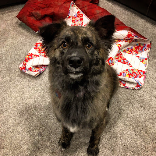 Pet Store «The Green Paw and Spaw», reviews and photos, 908 12th St, Golden, CO 80401, USA