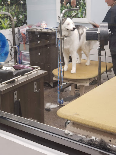 Pet Supply Store «PetSmart», reviews and photos, 2940 Springfield Rd, Broomall, PA 19008, USA