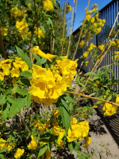 Park «Gateway Park», reviews and photos, 10100 N El Mirage Rd, El Mirage, AZ 85335, USA