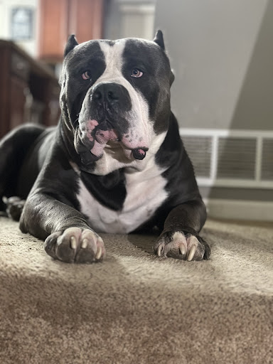 Thone Animal Hospital image