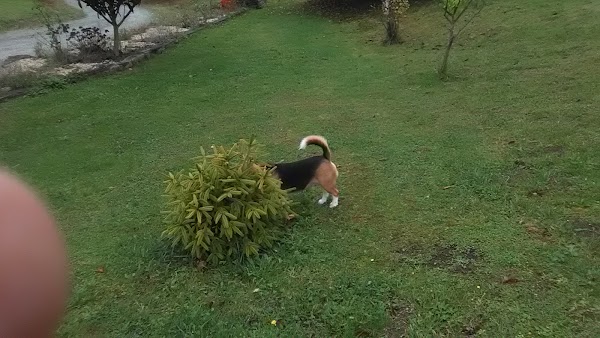 Hotel Canino Gandarilla