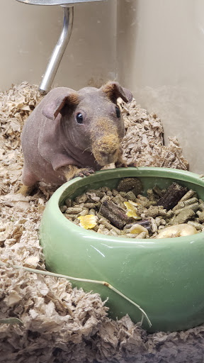 Pet Supply Store «Pet Supplies Plus», reviews and photos, 9500 Dorchester Rd #350, Summerville, SC 29485, USA