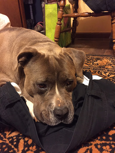 Pet Supply Store «PetSmart», reviews and photos, 842 Dawsonville Hwy, Gainesville, GA 30501, USA