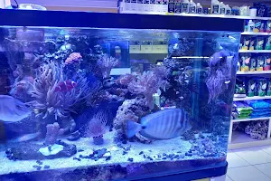 Blue World aquarium and Pet Shop image