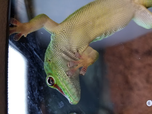 Pet Supply Store «Petco Animal Supplies», reviews and photos, 201 Union St, Waterbury, CT 06706, USA