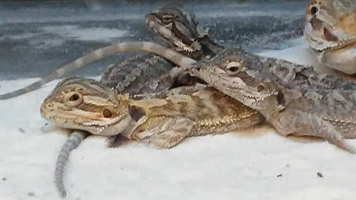 Pet Supply Store «Petco Animal Supplies», reviews and photos, 1951 N Military Trl c, West Palm Beach, FL 33409, USA