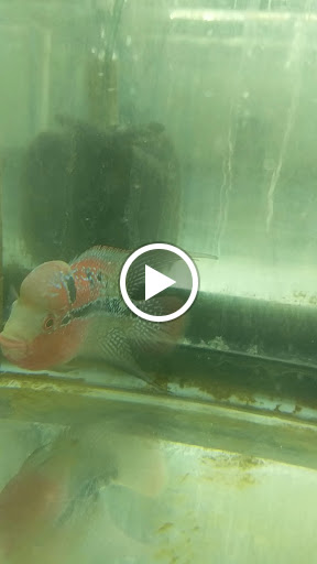 Tropical Fish Store «KHC Aquarium», reviews and photos, 150-1 Northern Blvd, Flushing, NY 11354, USA